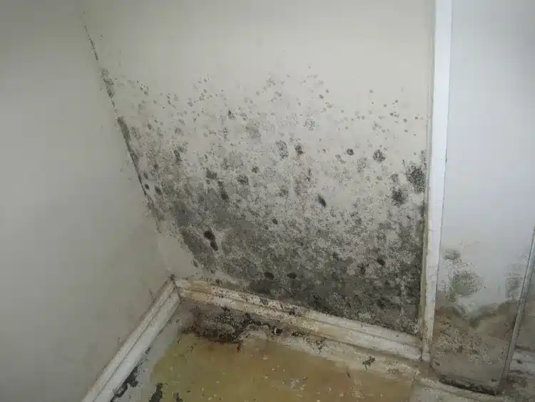 Roy Mold Testing services from Bio Clean of Utah. A picture of a moldy wall and door frame.