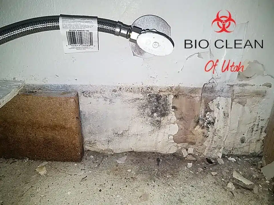Salt Lake City Mold Inspection services from Bio Clean of Utah. A picture of a water-damaged baseboard with mold under a sink.