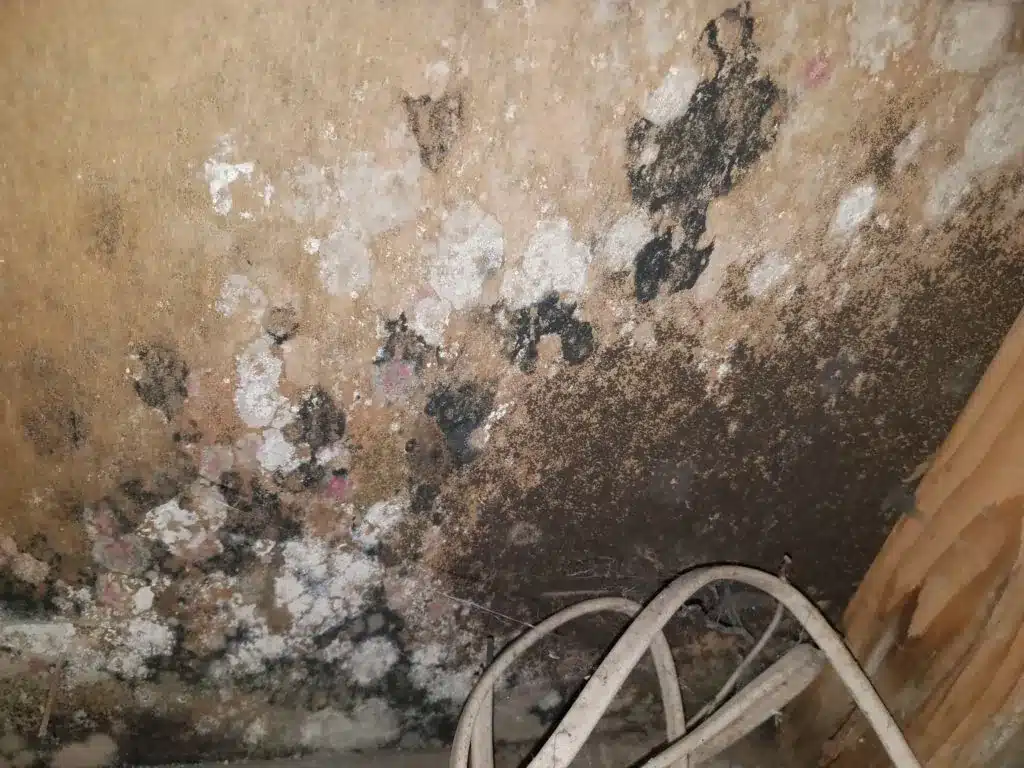 Salt Lake City Mold Removal services from Bio Clean of Utah. A picture of a moldy wall.