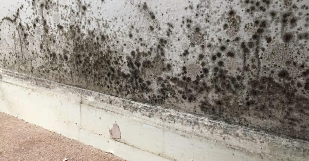 Industrial mold cleanup for commercial properties in Utah