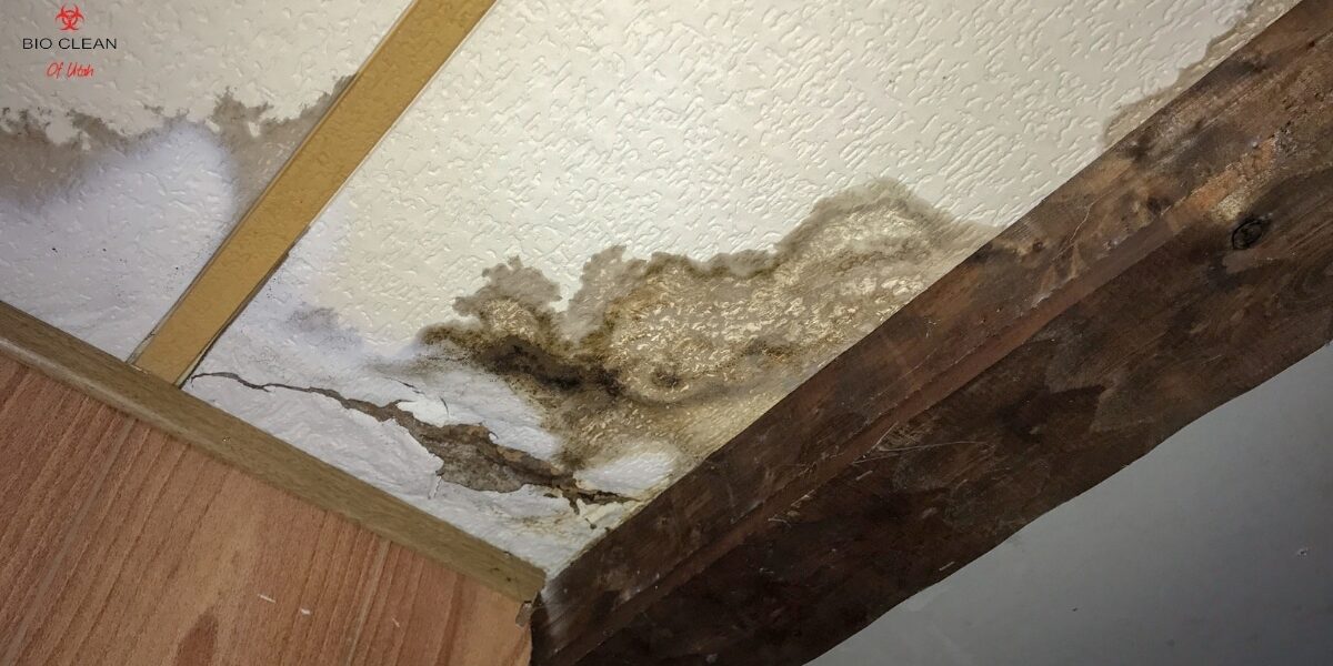 Water stain spreading across a residential ceiling caused by moisture intrusion.