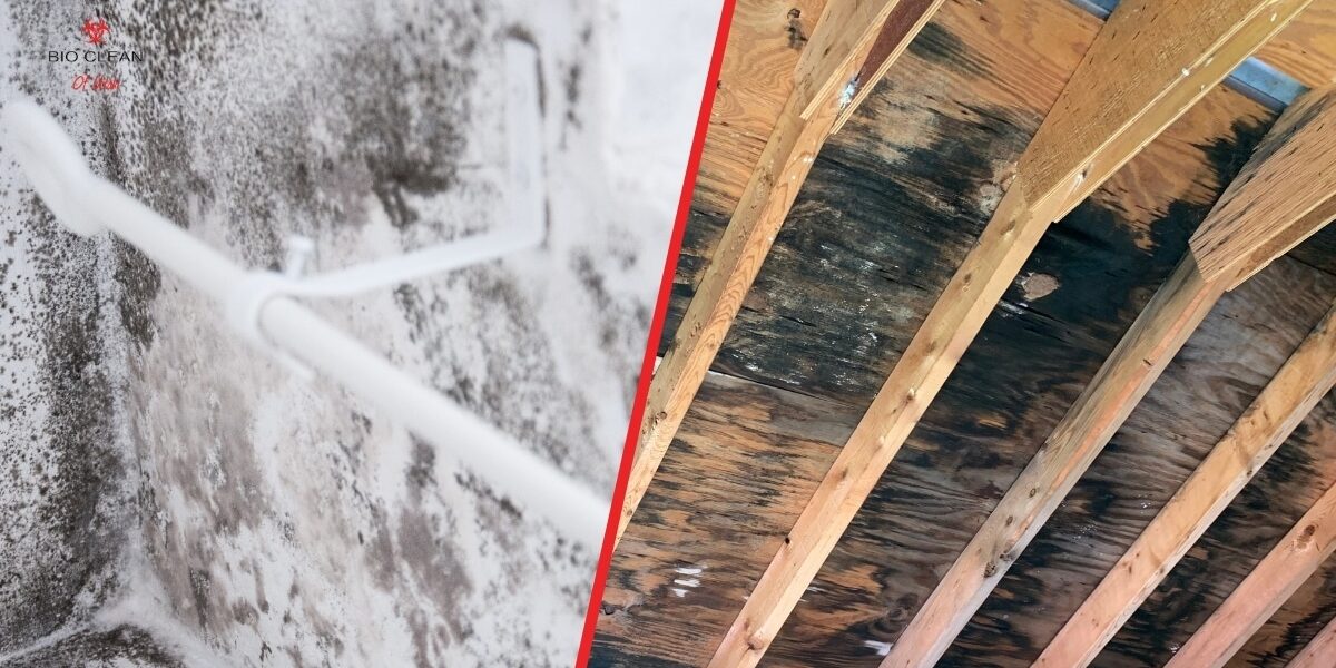 Black Mold vs Mildew Comparison Side-by-side comparison of black mold and mildew in home walls