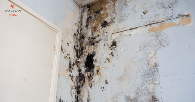Black mold spreading across drywall in a Utah home.