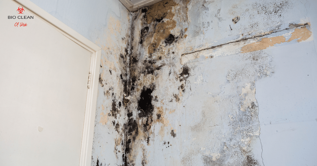 Black mold spreading across drywall in a Utah home.