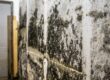 Mold identification guide for Utah homeowners