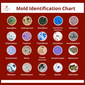 Mold identification chart.