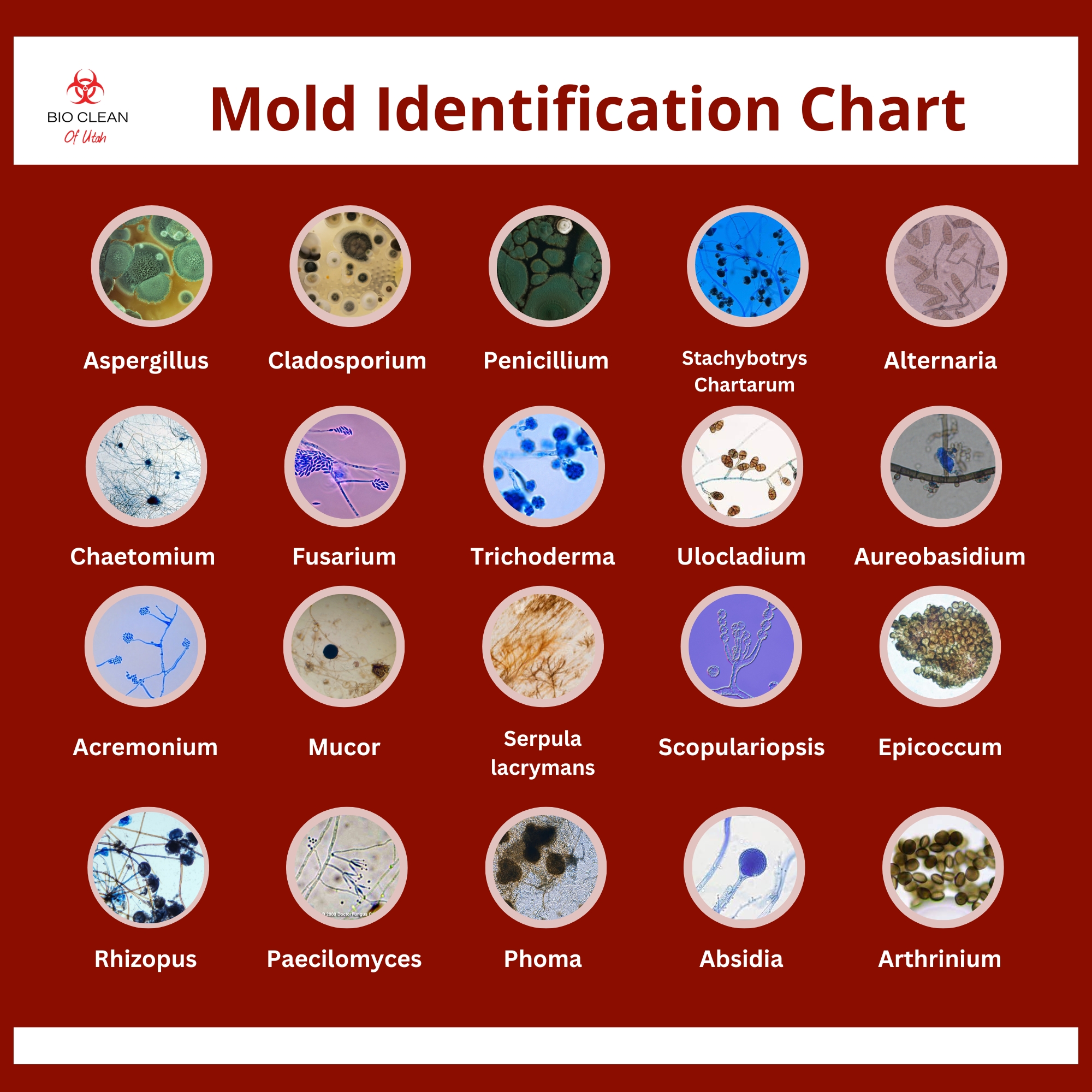 Identifying Mold Types And Symptoms In Utah Homes