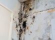 Homeowner examining mold stains on interior wall