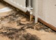 Business property in Utah affected by mold, highlighting remediation needs