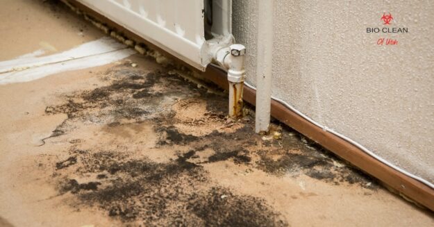 Protect your business property in Utah with professional mold remediation Business property in Utah affected by mold, highlighting remediation needs