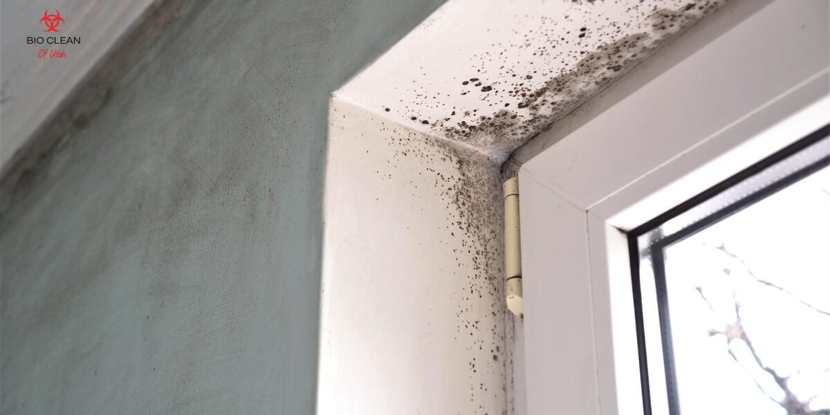 Mold Testing Process in Utah Professional providing mold testing service in a Utah home