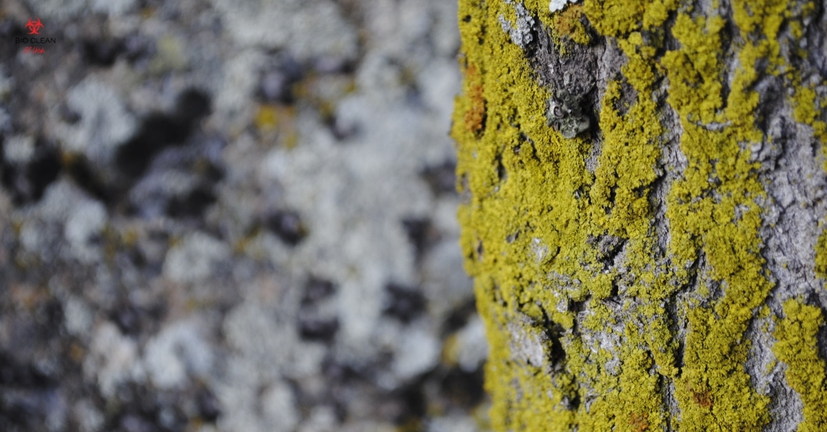 Ensuring a Mold-Free Home in Utah with Bio Clean Inspection Utah Homebuyer reviewing a mold inspection report