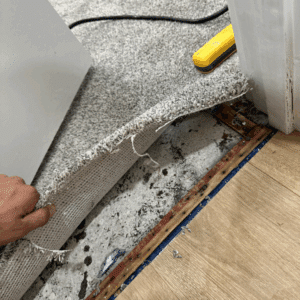 Side-by-side comparison of DIY mold cleaning and professional remediation