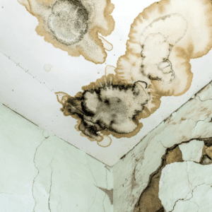 Mold growth on basement wall after flooding