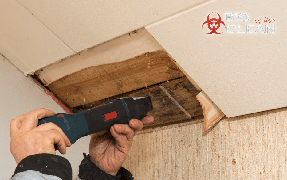 Professional Mold Inspections in Northen Utah - Reedy Set Go